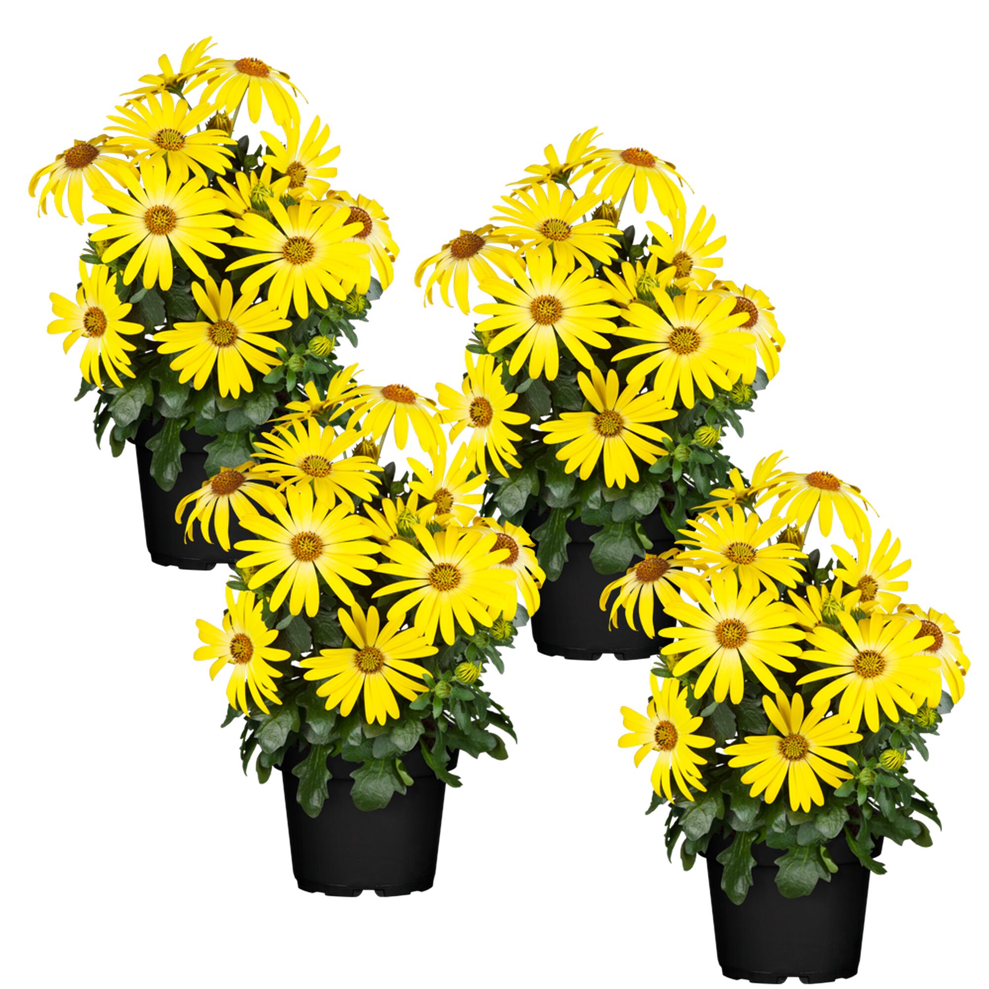 Vier gelbe Osteospermum in schwarzen Töpfen