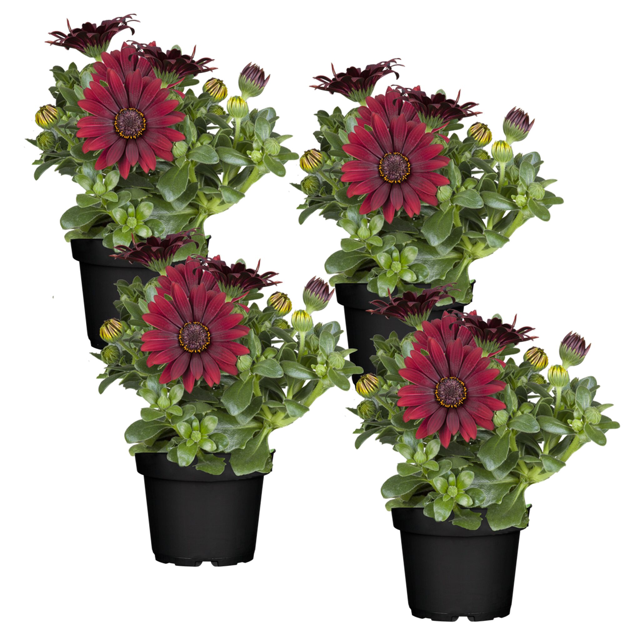 Vier rote Kapkörbchen in schwarzen Töpfen.