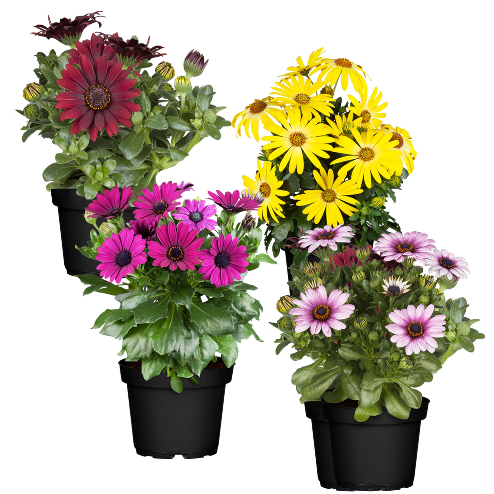 Vier Töpfpflanzen mit bunten Margeriten.