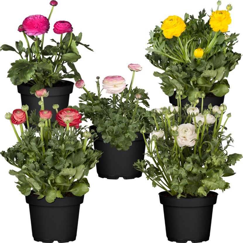 Ranunkeln in verschiedenen Farben im Topf