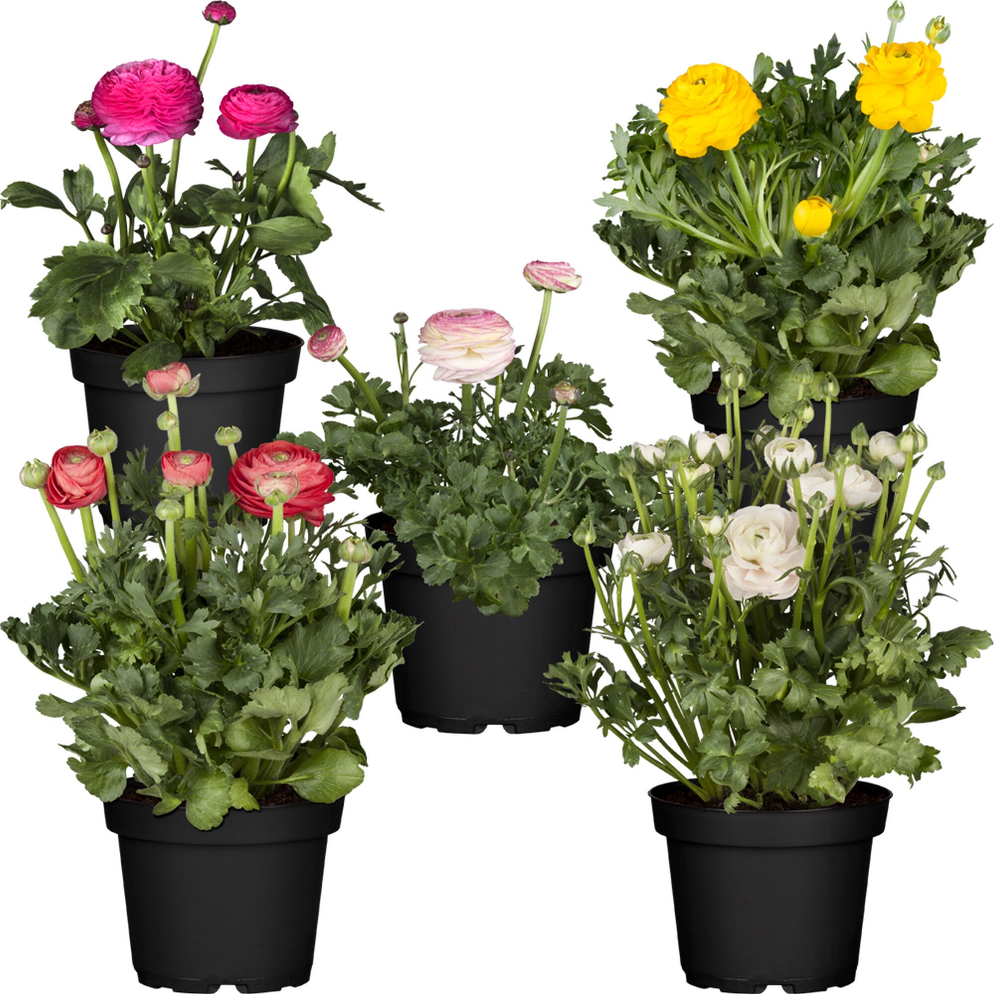 Ranunkeln in verschiedenen Farben im Topf