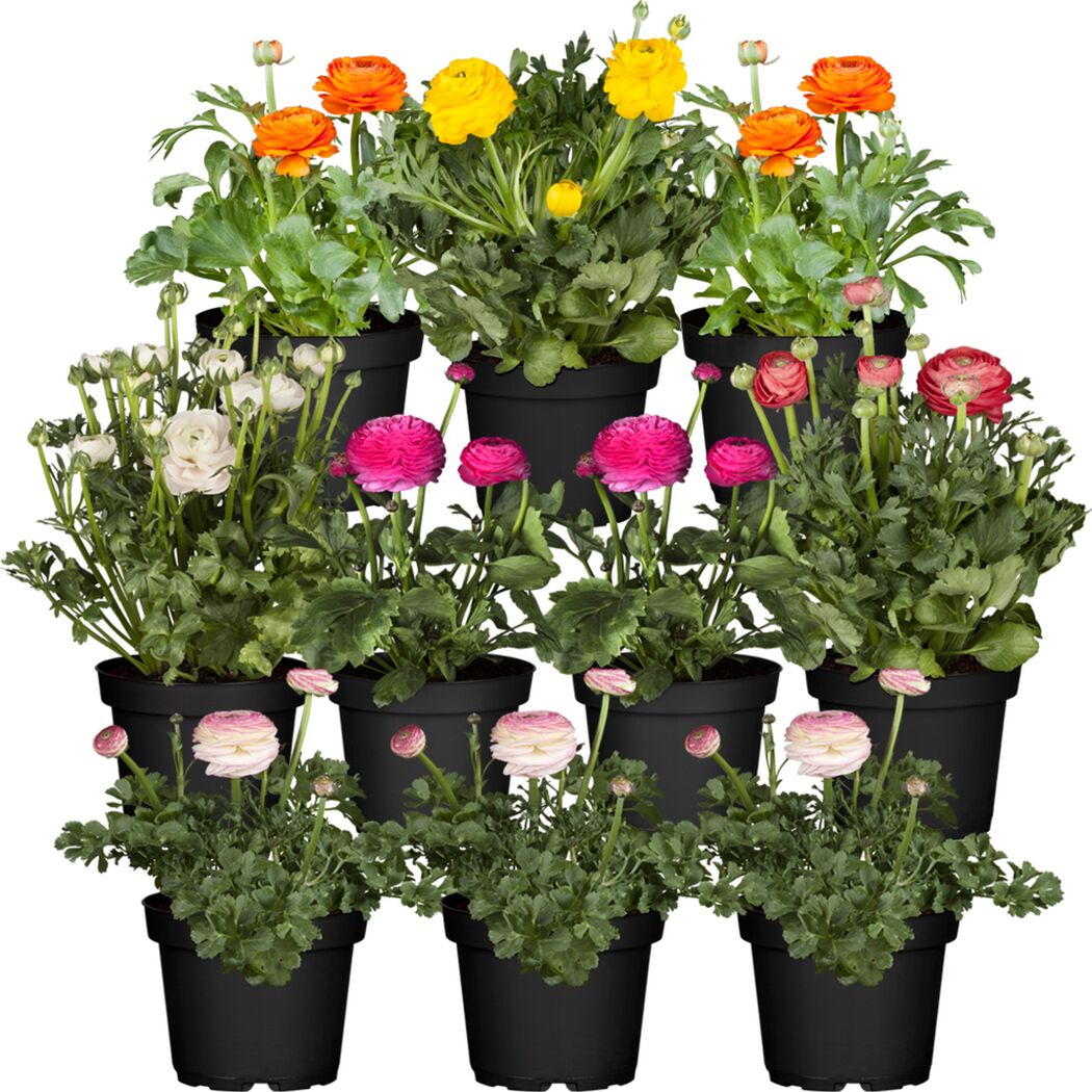 Ranunkeln in verschiedenen Farben in schwarzen Töpfen.