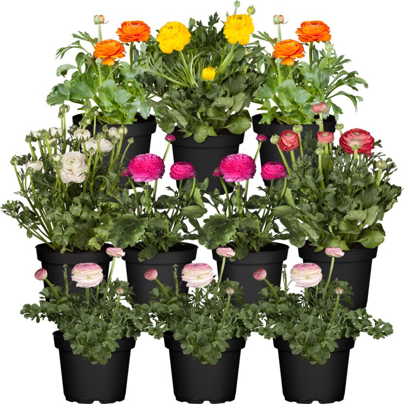 Ranunkeln in verschiedenen Farben in schwarzen Töpfen.