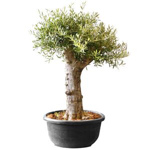 Oliven-Stamm 30 Jahre 170 cm, 90 cm Schale