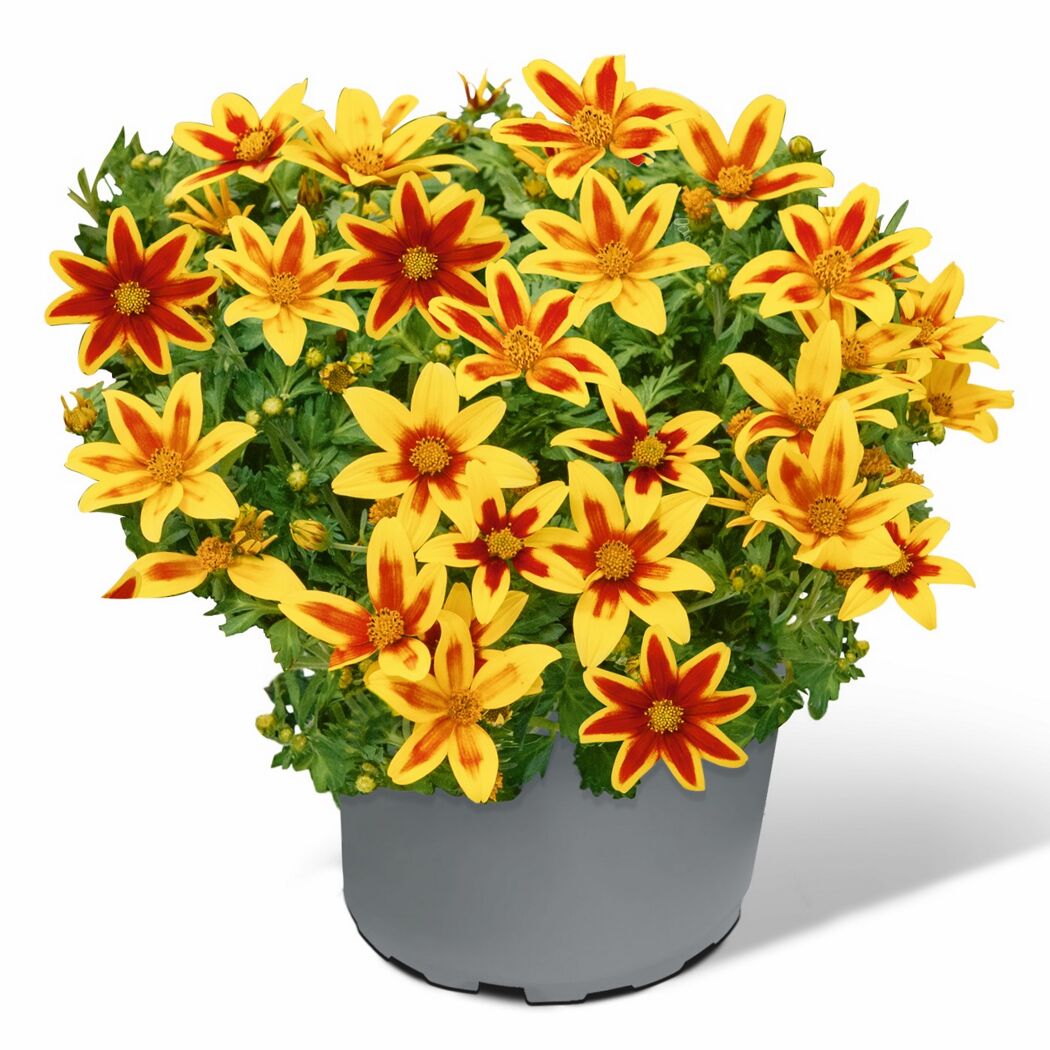 Goldmarie 'Tiger Bee' 12 cm Topf