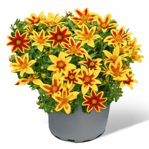 Goldmarie 'Tiger Bee' 12 cm Topf