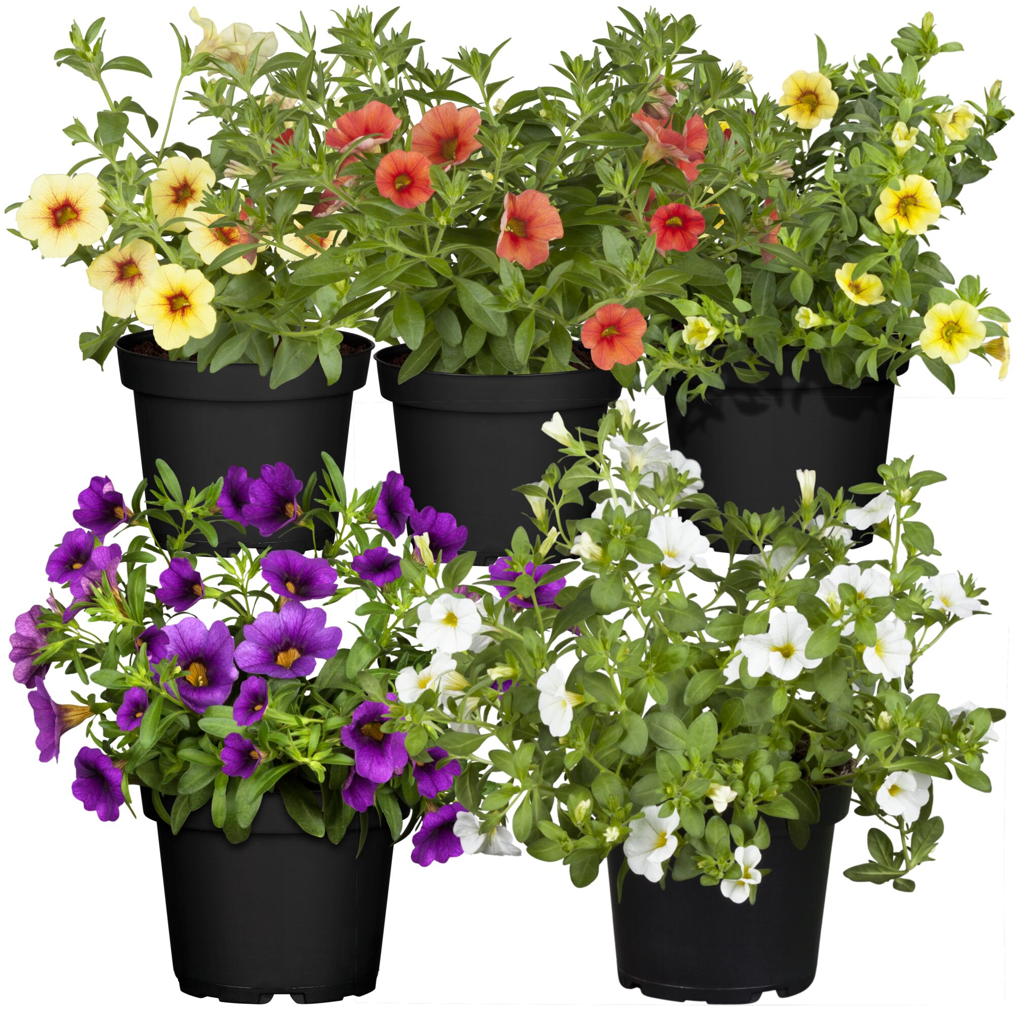 Calibrachoa Farbmix 5er-Set in verschiedenen Farben