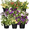 Calibrachoa Farbmix in verschiedenen Farben