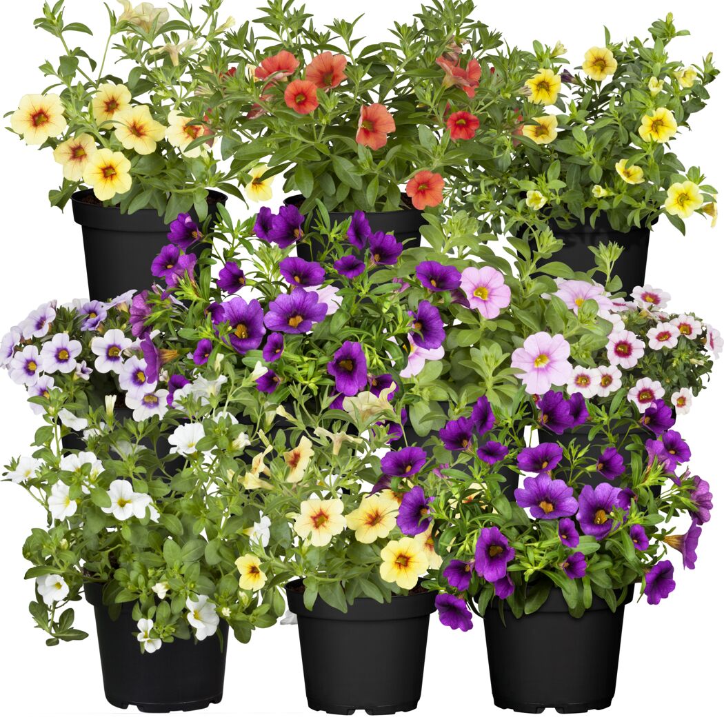 Calibrachoa Farbmix in verschiedenen Farben