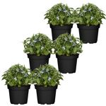 Beetpflanzen & Balkonpflanzen online bestellen toom Baumarkt