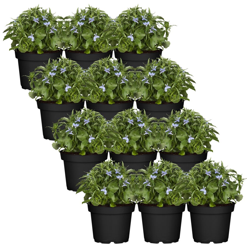 Männertreu blau 9 cm Topf, 12er-Set