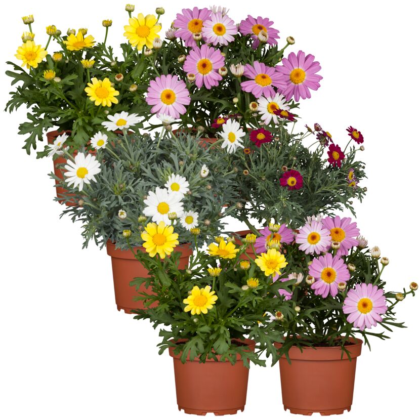 Chrysanthemen in verschiedenen Farben im Topf