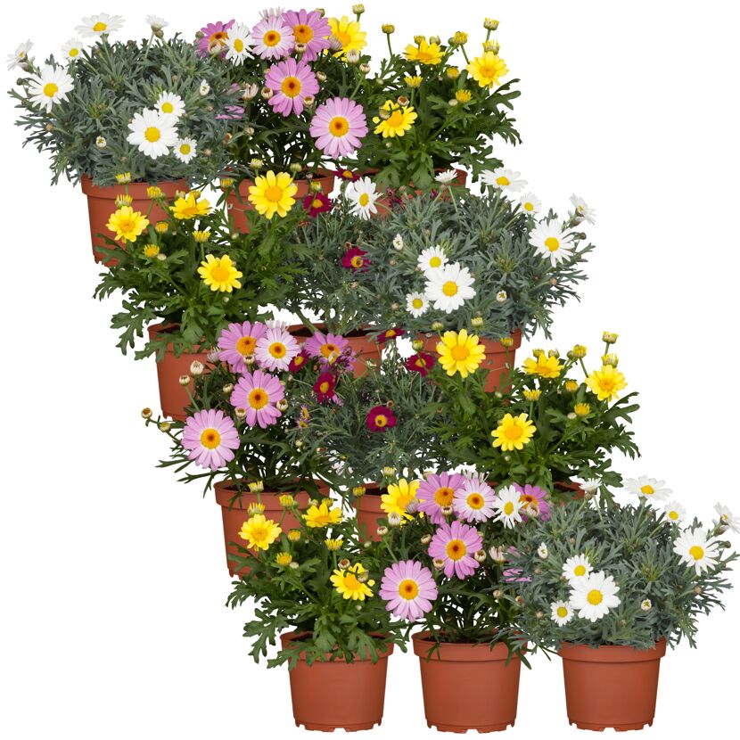 Sommer-Margerite Farbmix 10,5 cm Topf, 12er-Set