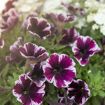 hauptbild