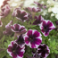 Petunie 'Miss Marvelous' 12 cm Topf, 5er-Set