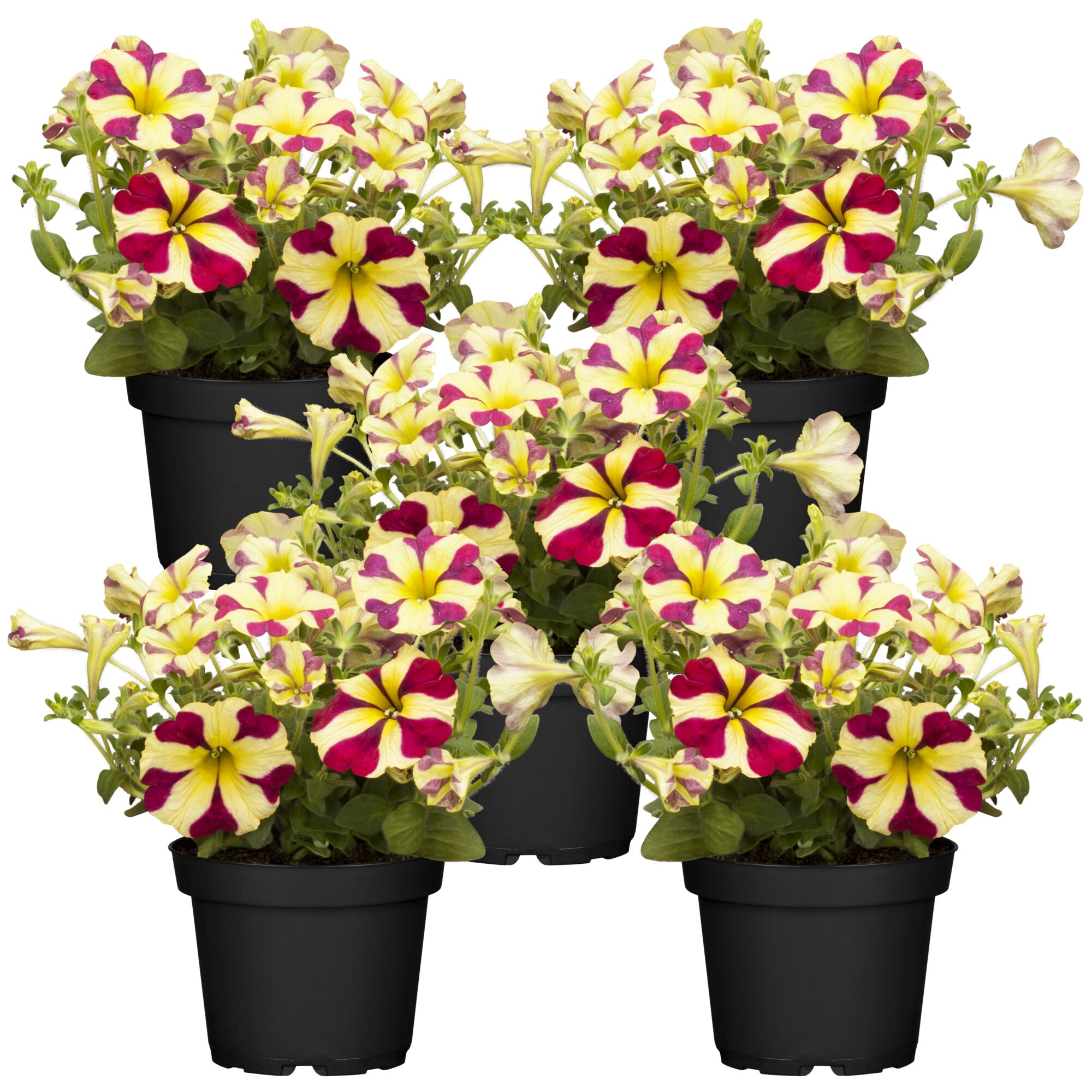 Gelb-rote Herzpetunie 'Queen of Hearts' in schwarzen Töpfen