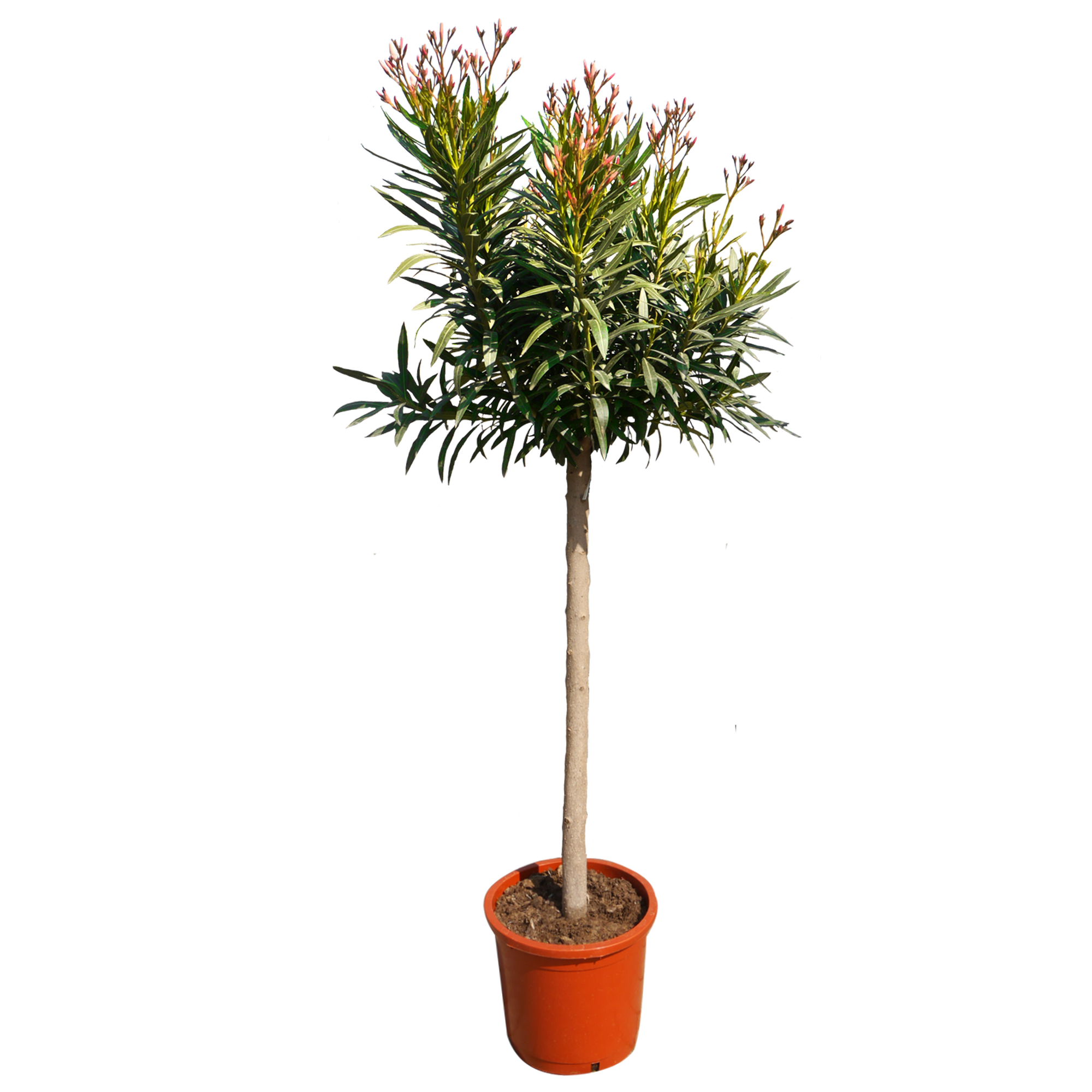 Oleander-Stamm rosa 180 bis 200 cm, 30 cm Topf + product picture