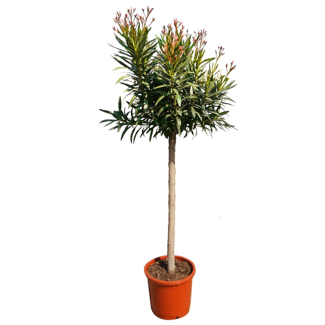 Oleander im Topf
