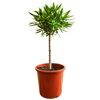 Oleander-Stamm weiß 180 bis 200 cm, 30 cm Topf