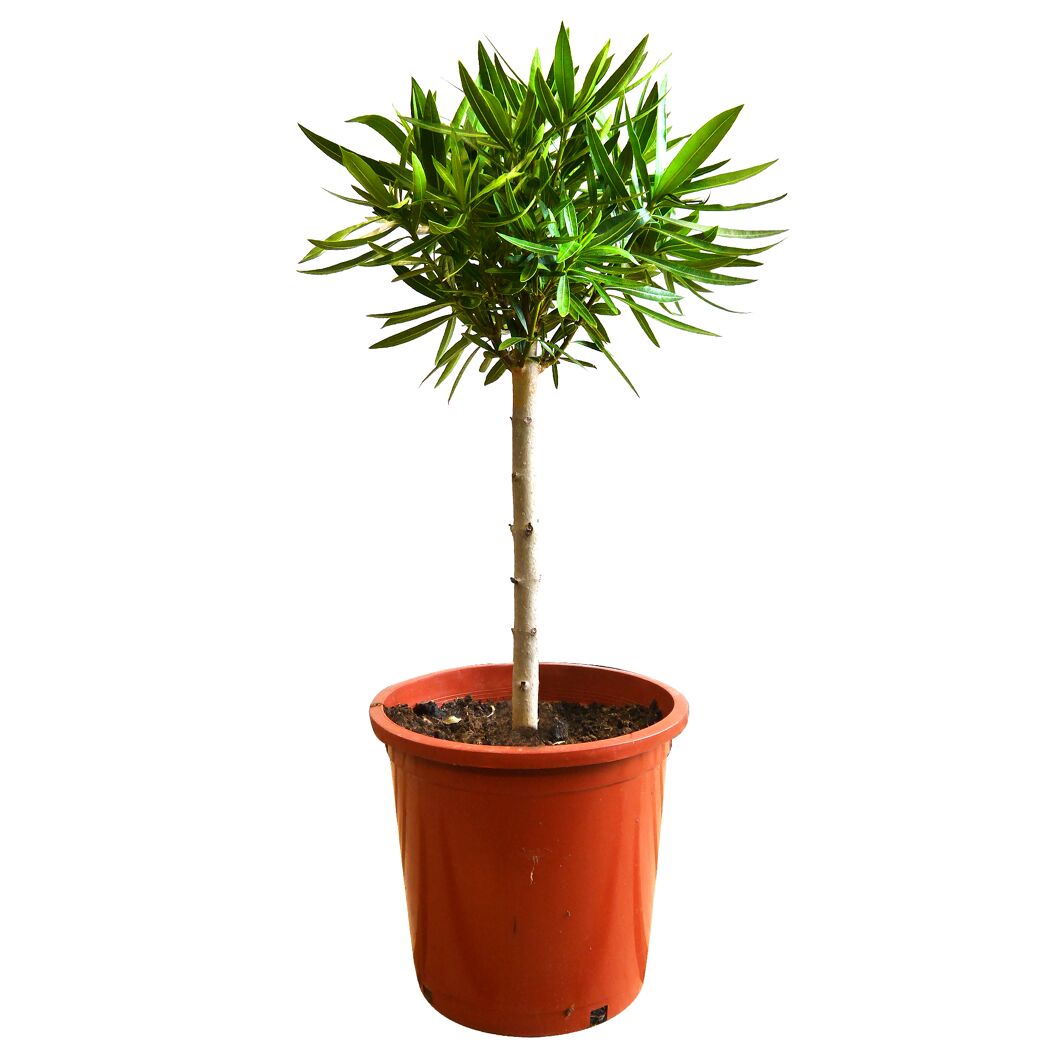 Oleander-Stamm weiß 180 bis 200 cm, 30 cm Topf
