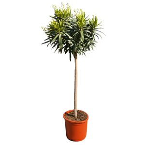 Oleander-Stamm weiß 180 bis 200 cm, 30 cm Topf