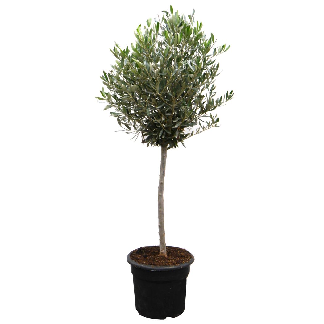 Olivenbaum in schwarzem Topf