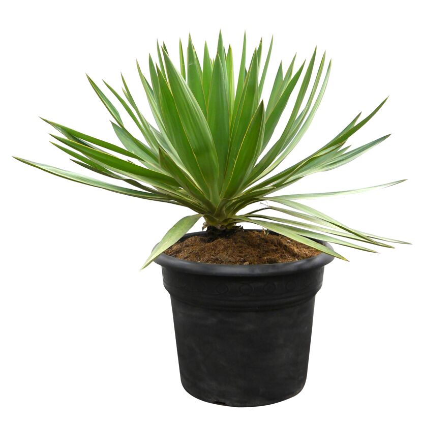 Yucca Gloriosa Lone Star in einem schwarzen Topf