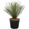 Yucca Rostrata Blue Swan in einem schwarzen Topf