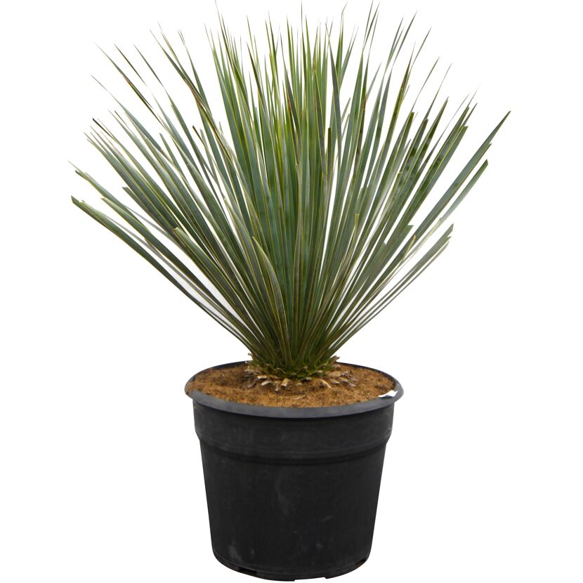 Yucca Rostrata Blue Swan in einem schwarzen Topf