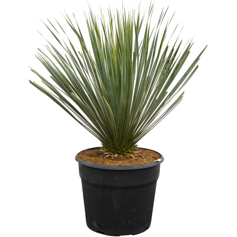 Yucca Rostrata Blue Swan in einem schwarzen Topf