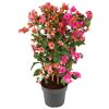 Blühender Bougainvillea Duo Spalier im Topf