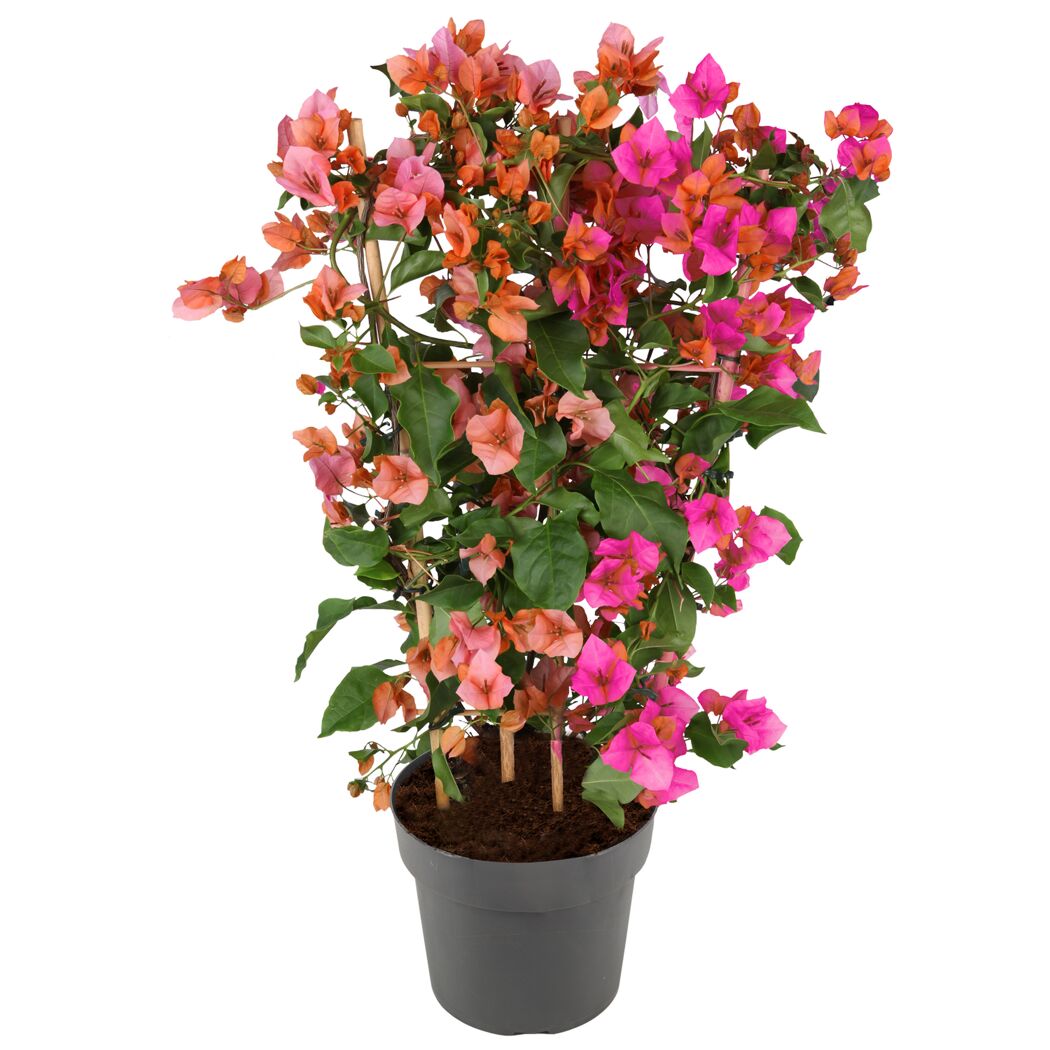 Blühender Bougainvillea Duo Spalier im Topf