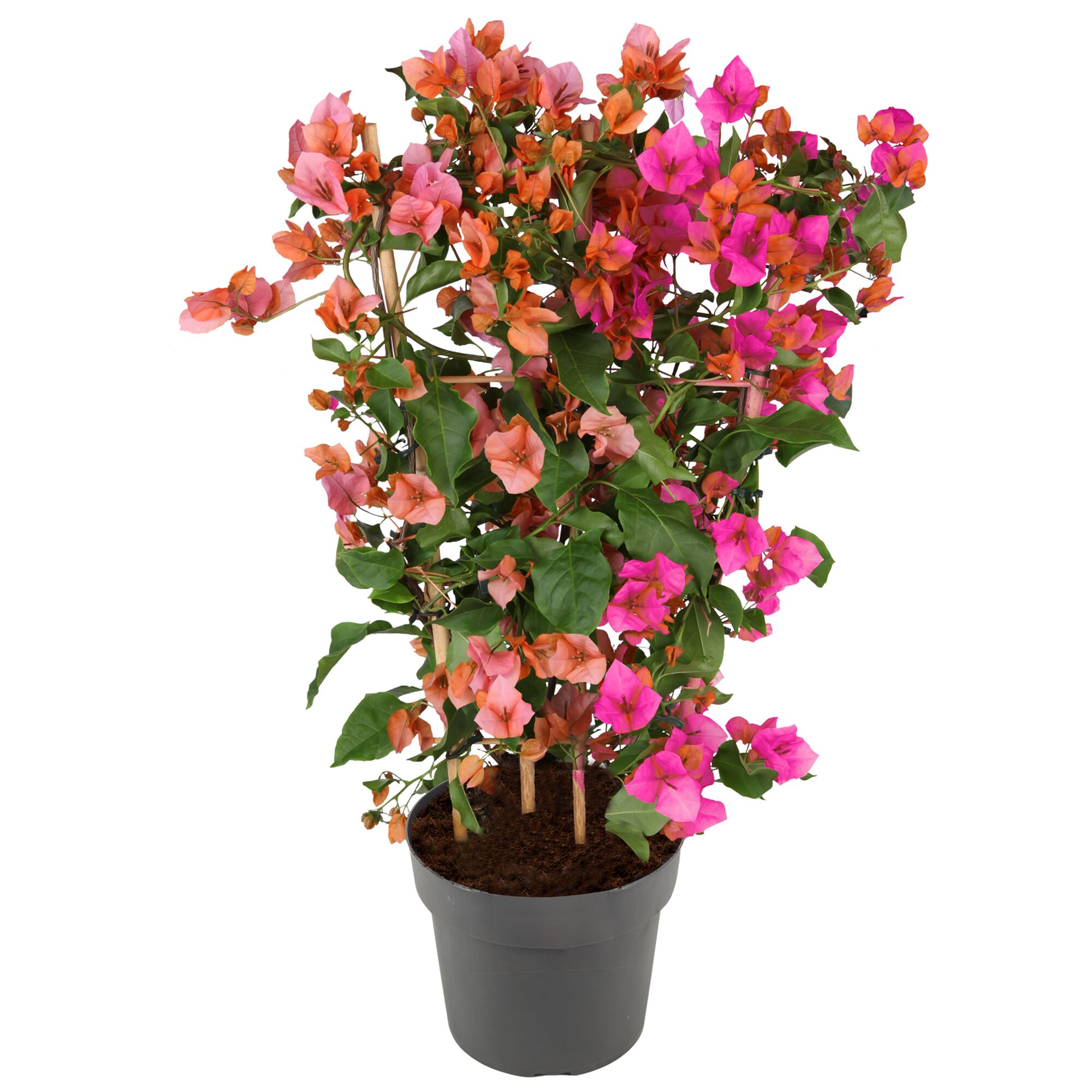 Blühender Bougainvillea Duo Spalier im Topf