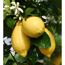 Verkleinertes Bild von Zitronen-Stamm 26 cm Topf