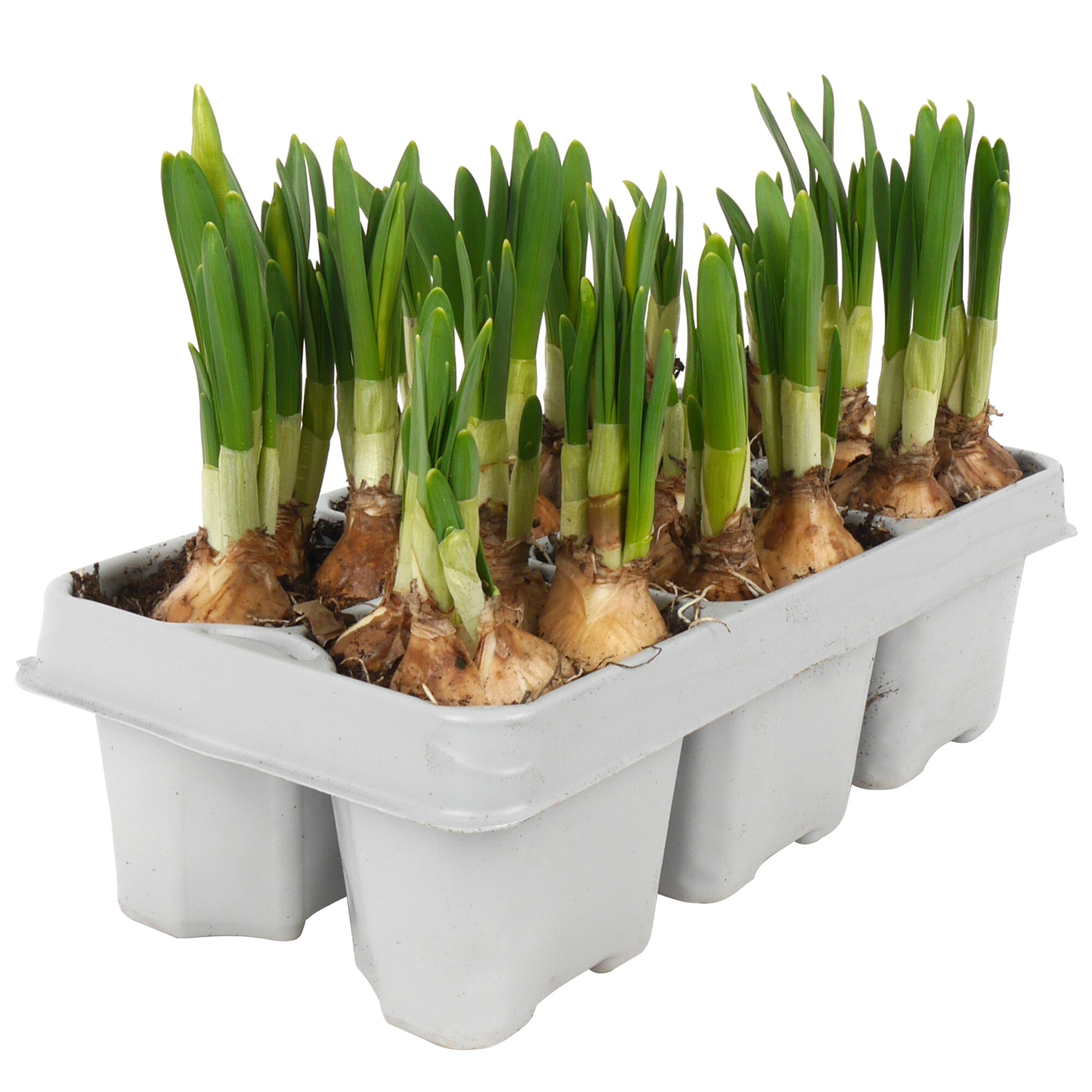 Narzissenzwiebeln in einer Anzuchtschale