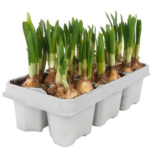 Narzisse 'Tête-à-Tête' 6er-Tray