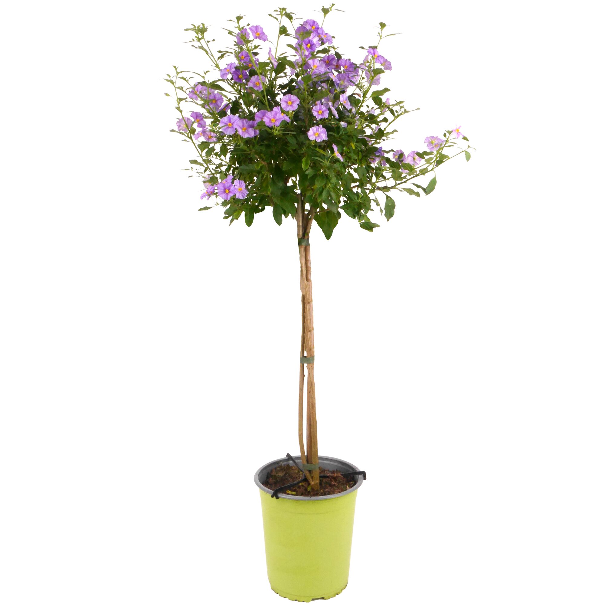 Blühender Enzianstrauch im Topf