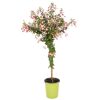 Fuchsie im Topf