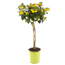 Terrassenstämme verschiedene Sorten 17 cm Topf