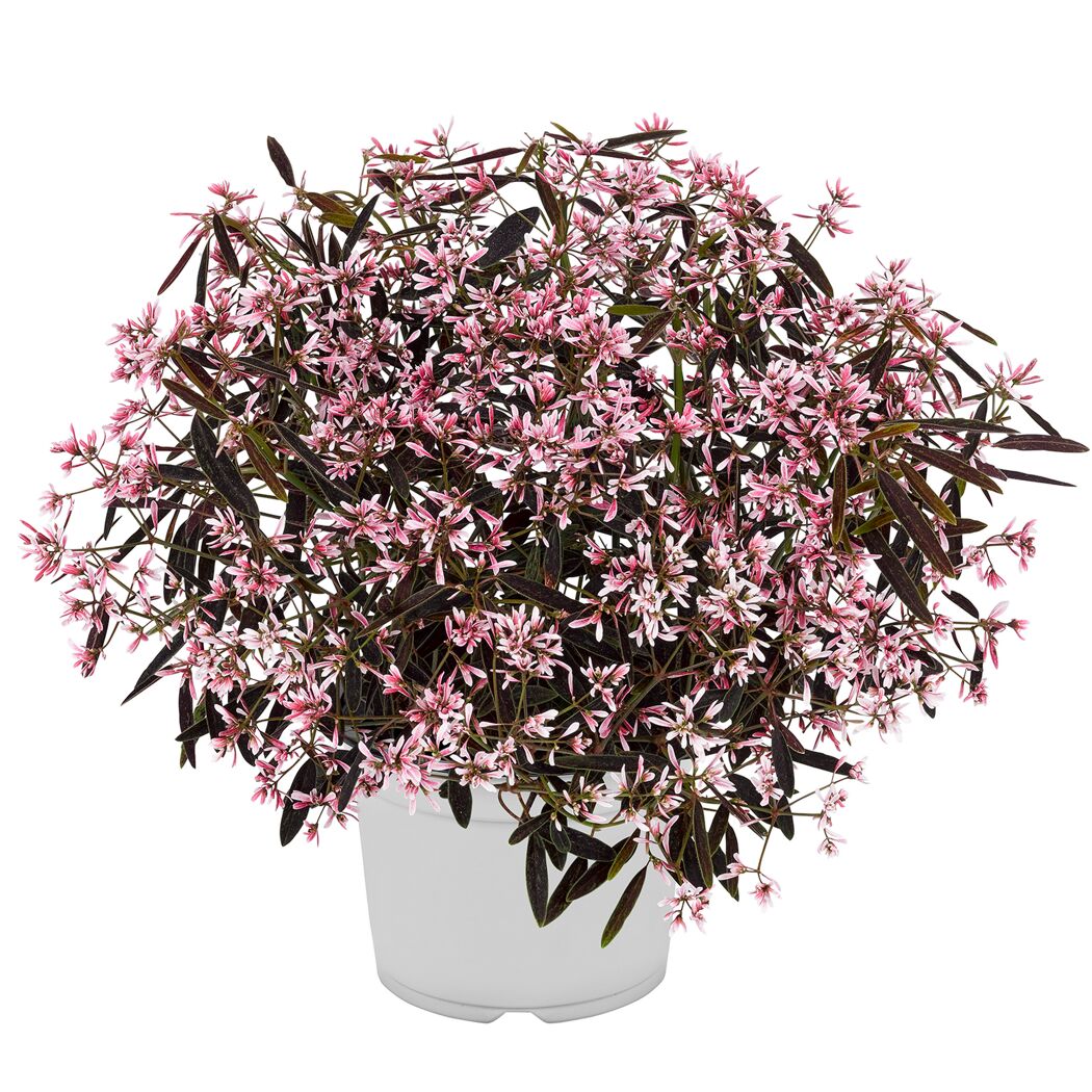 Zauberschnee rosa 12 cm Topf