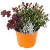 Trio-Herbstmix 14 cm Topf