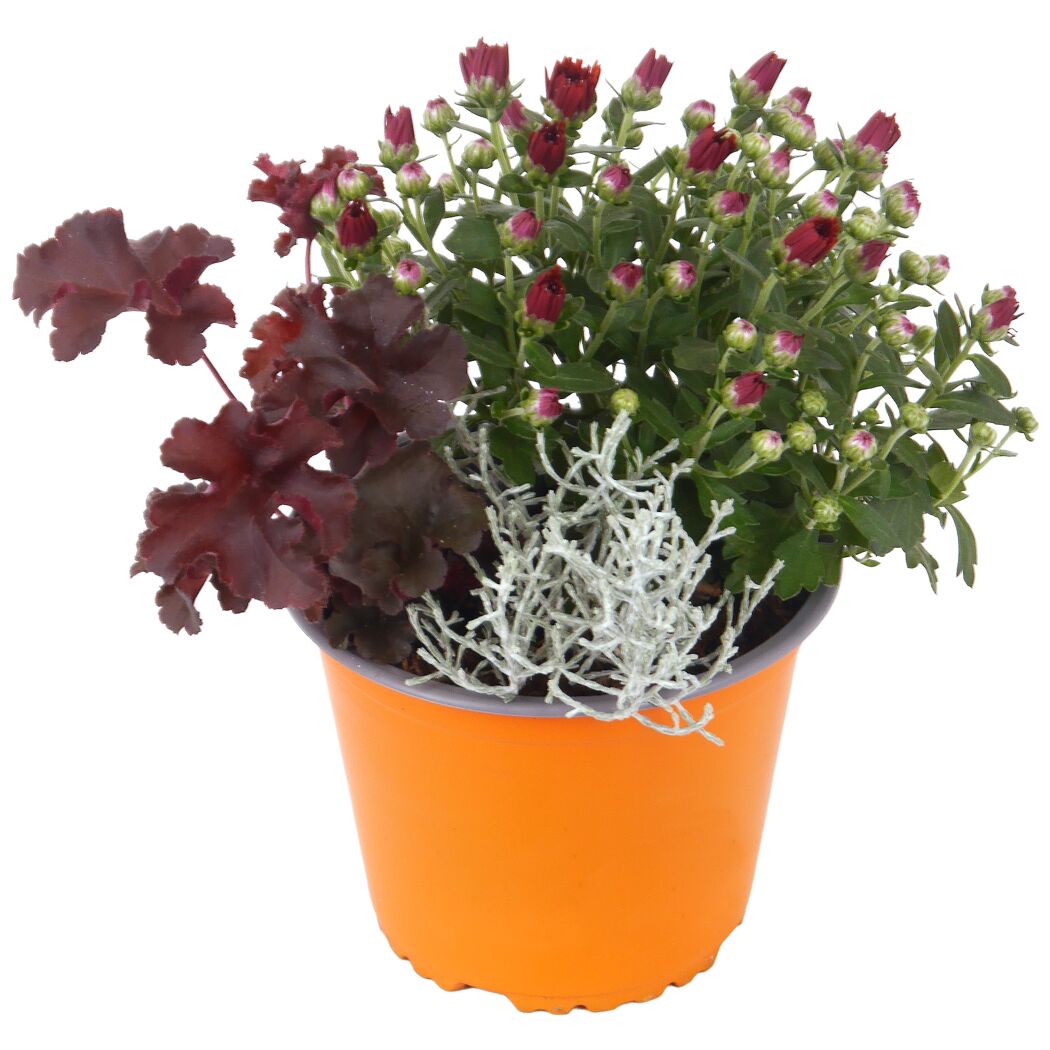 Trio-Herbstmix 14 cm Topf