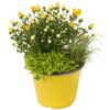 Trio-Herbstmix 14 cm Topf
