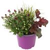 Trio-Herbstmix 14 cm Topf