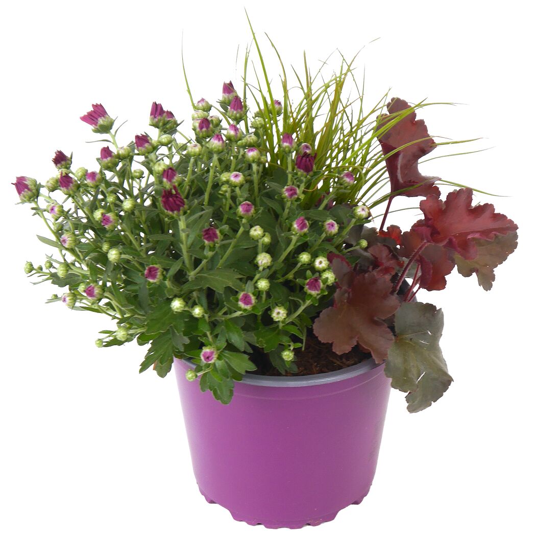 Trio-Herbstmix 14 cm Topf