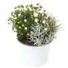 Trio-Herbstmix 14 cm Topf
