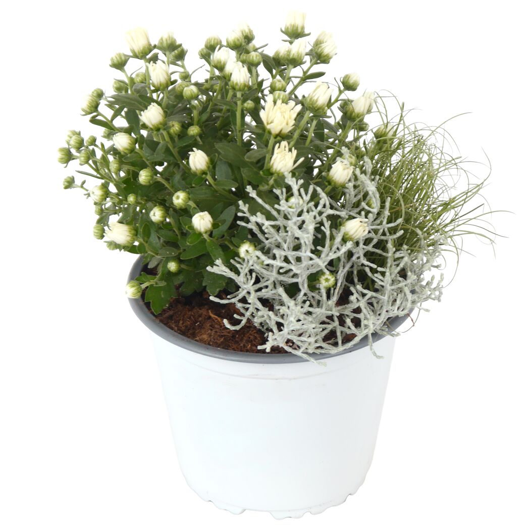 Trio-Herbstmix 14 cm Topf