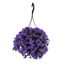 Glockenblume 'Blue Sky' 27 cm Ampel Topf