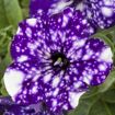 hauptbild