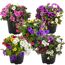 Calibrachoa-Trio in vier verschiedenen Farbkombinationen